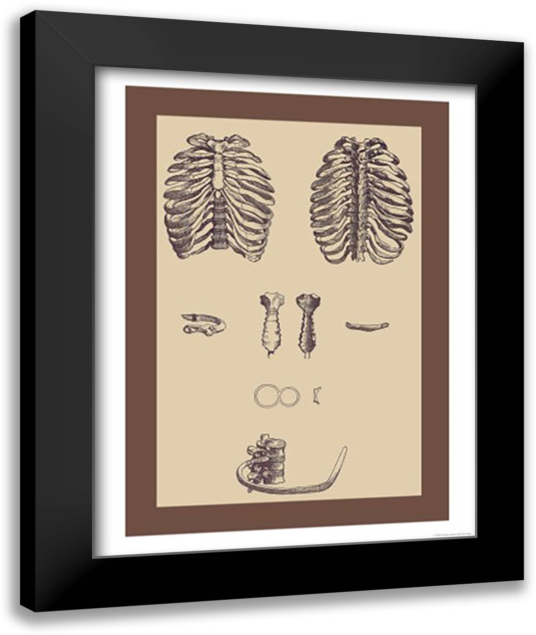 Ribcages 16x22 Black Modern Wood Framed Art Print Poster by Vesalius, Andreas
