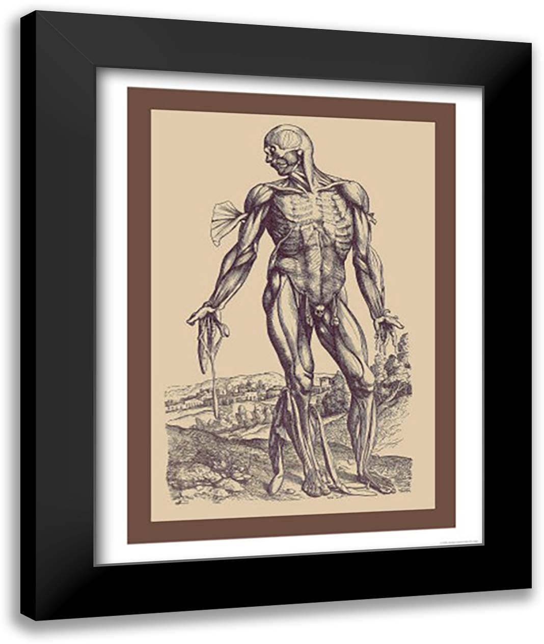 Fourth Plate of the Muscles 16x22 Black Modern Wood Framed Art Print Poster by Vesalius, Andreas
