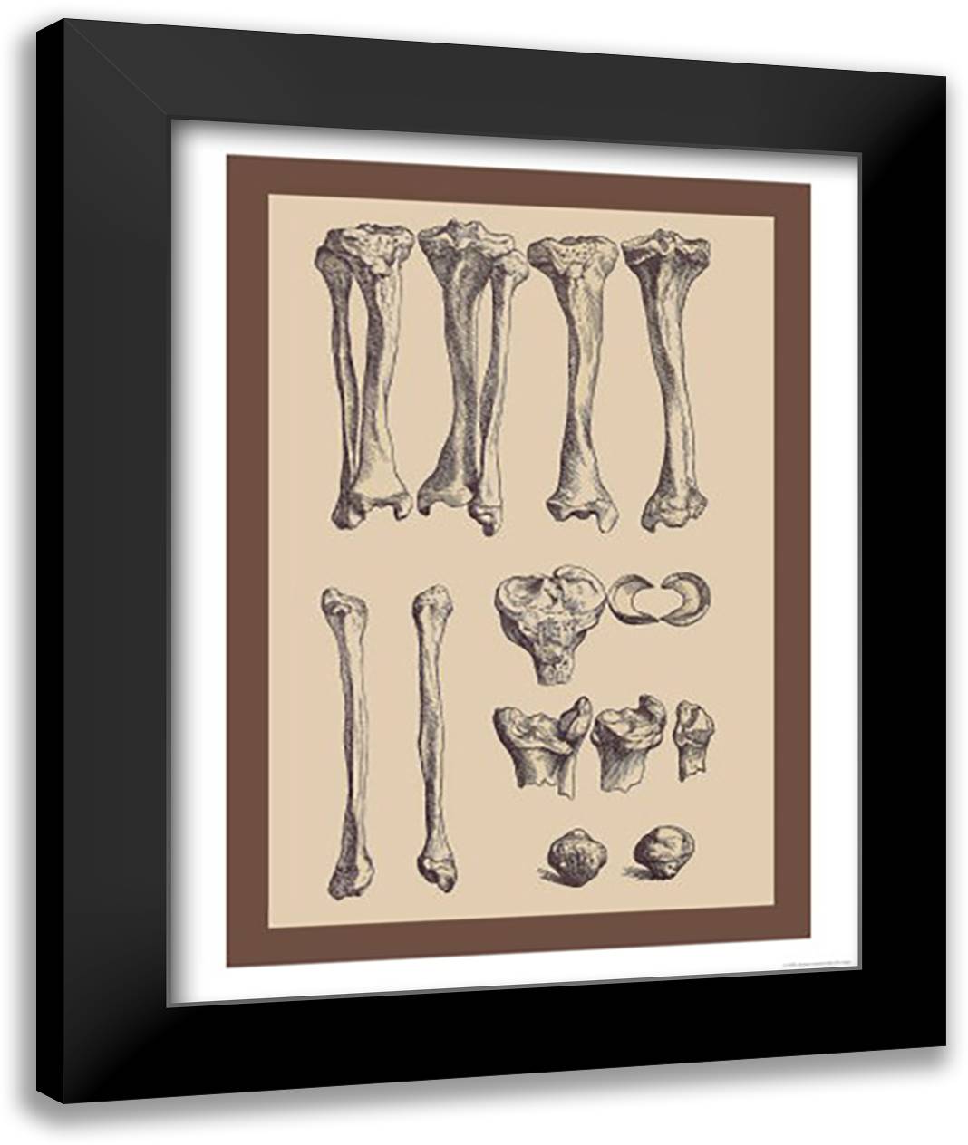 Leg Bones 16x22 Black Modern Wood Framed Art Print Poster by Vesalius, Andreas