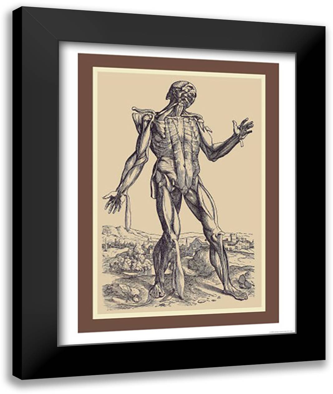 Fifth Plate of the Muscles 16x22 Black Modern Wood Framed Art Print Poster by Vesalius, Andreas