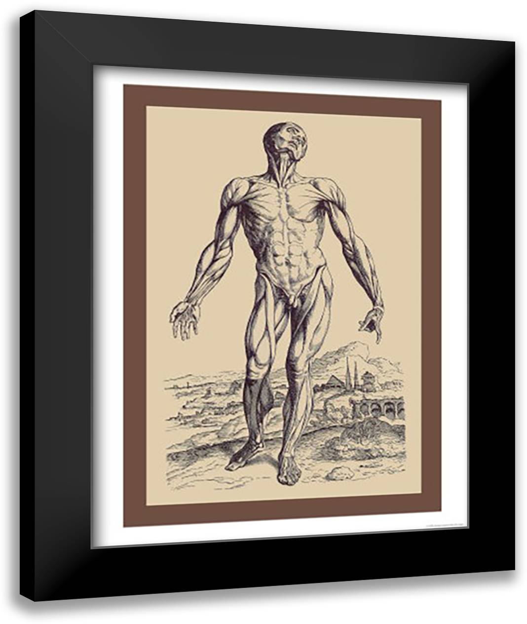 Second Plate of the Muscles 16x22 Black Modern Wood Framed Art Print Poster by Vesalius, Andreas