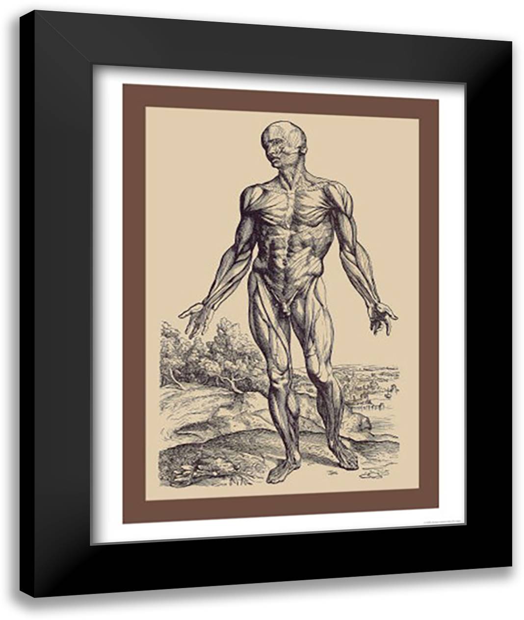 First Plate of the Muscles 16x22 Black Modern Wood Framed Art Print Poster by Vesalius, Andreas