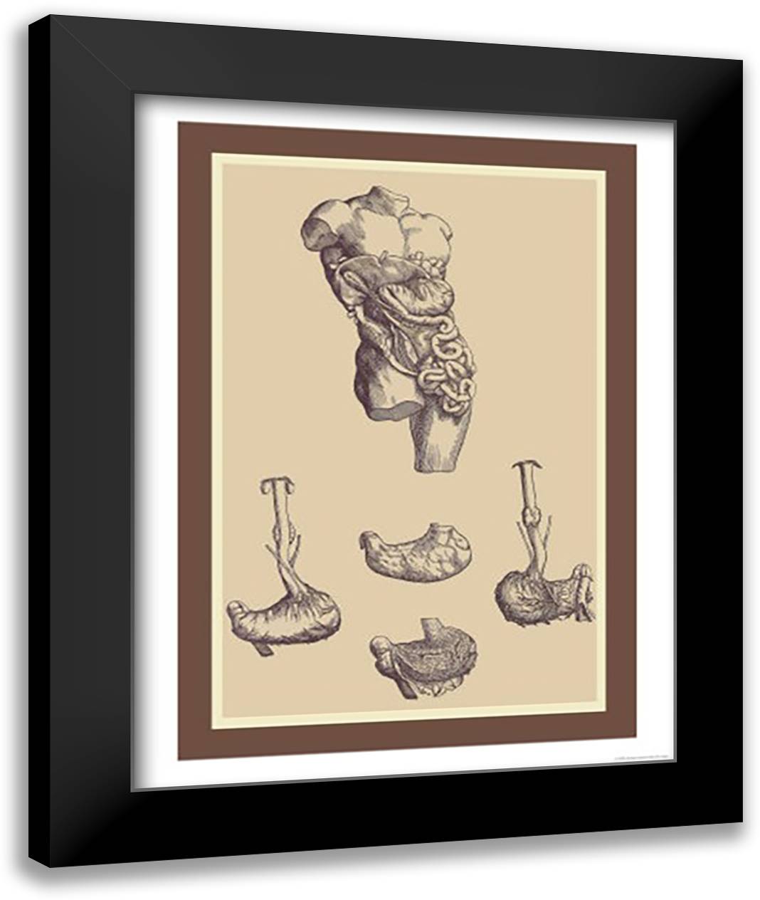 Stomach 16x22 Black Modern Wood Framed Art Print Poster by Vesalius, Andreas