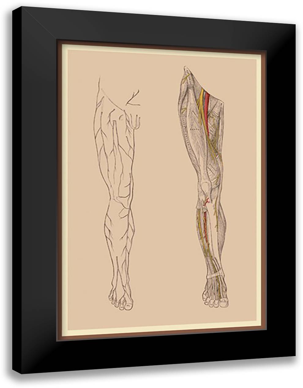 Lumbar Plexus 16x22 Black Modern Wood Framed Art Print Poster