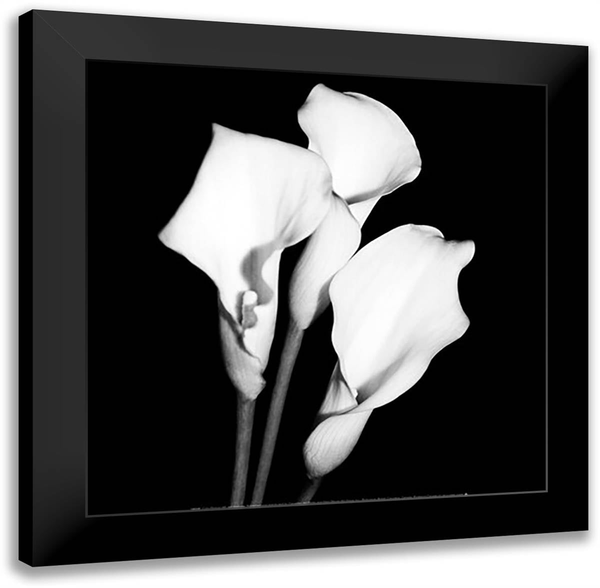 Calla Portrait II 16x16 Black Modern Wood Framed Art Print Poster by Maihara, Jeff