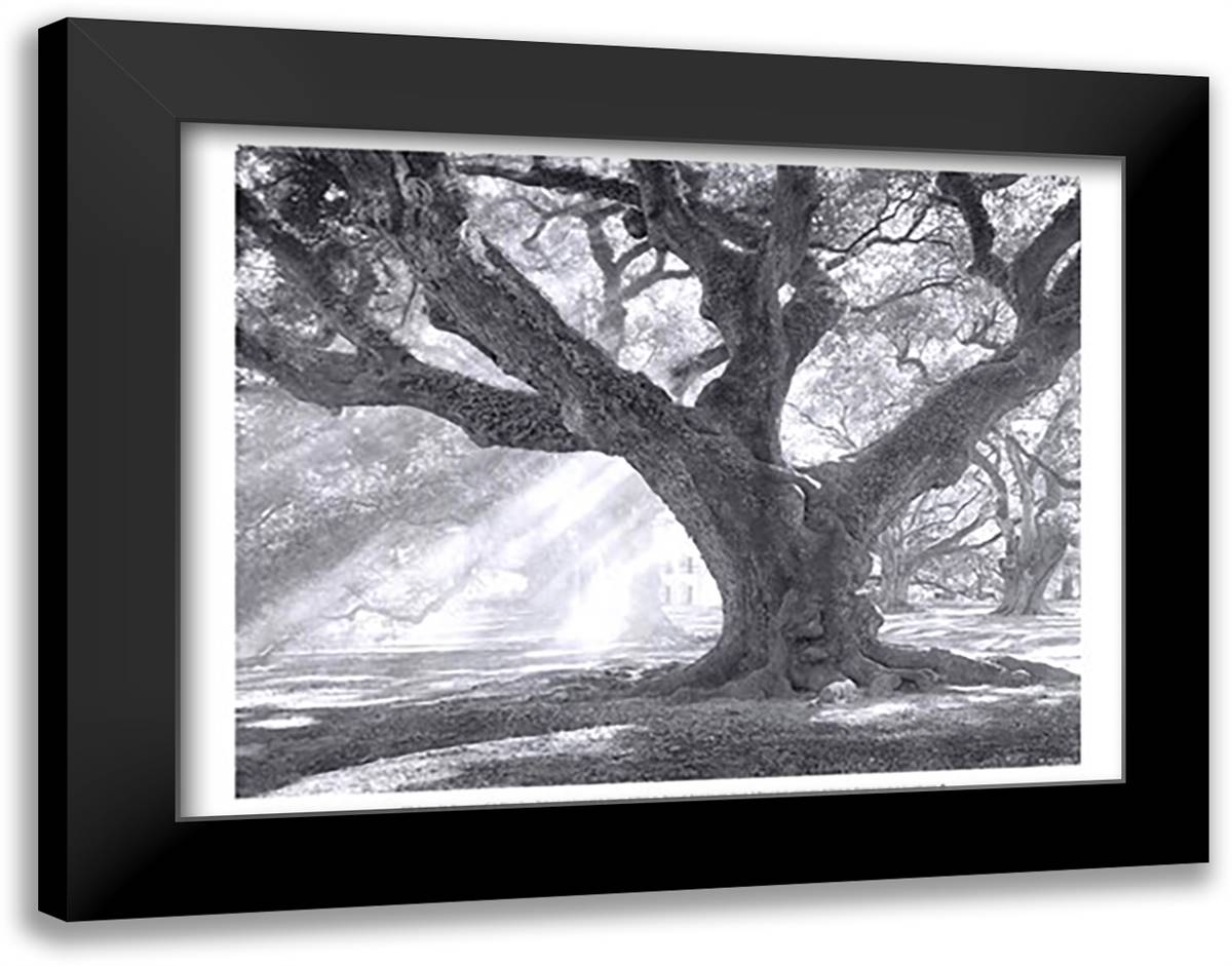Andrew Oak, Afternoon Light 20x16 Black Modern Wood Framed Art Print Poster by Guion, William