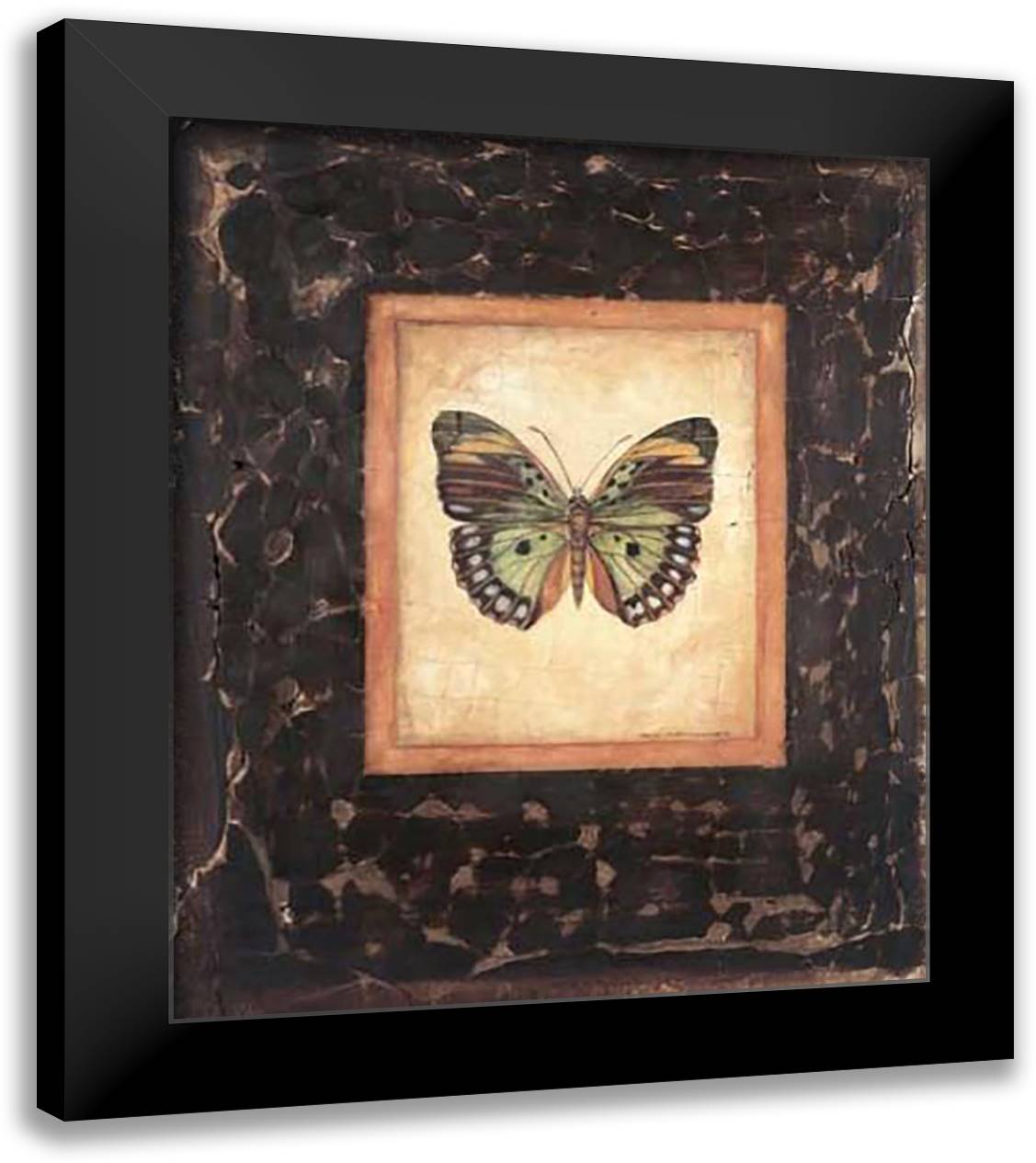 Debra Swartzendruber - Sierra Leone Butterfly Size 15x18 Black Modern Wood Framed Art Print Poster by Swartzendruber, Debra