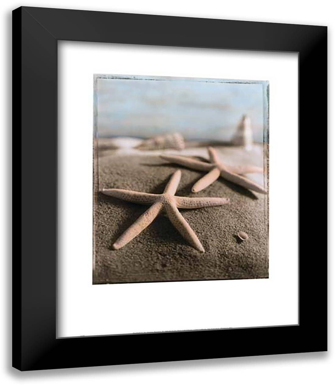 Seashell IV (starfish) 15x18 Black Modern Wood Framed Art Print Poster by Wampler, Sondra