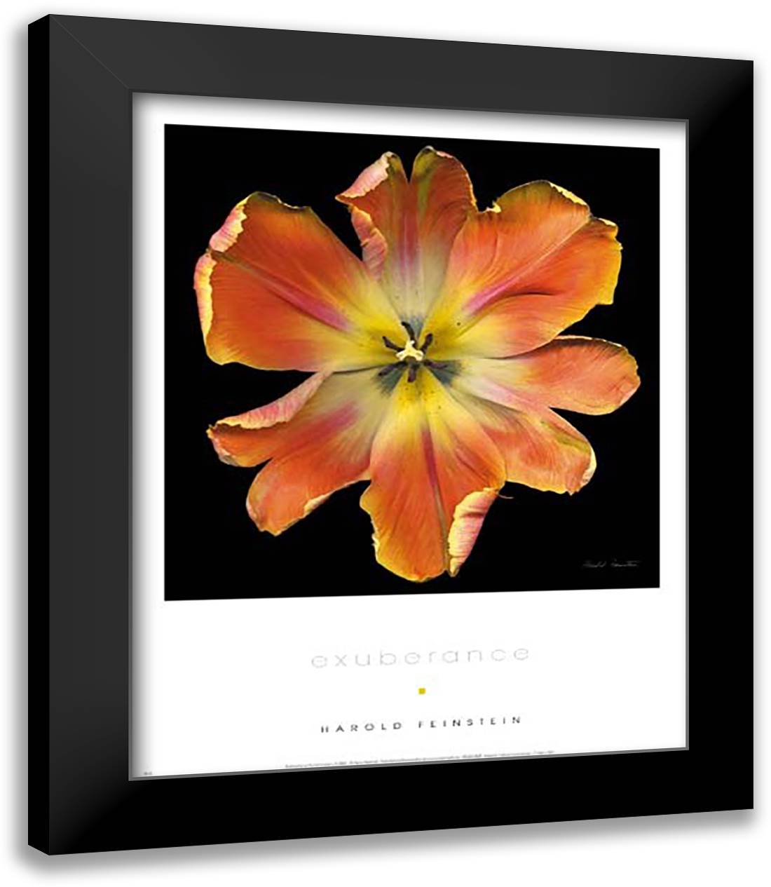 Exuberance 15x18 Black Modern Wood Framed Art Print Poster by Feinstein, Harold
