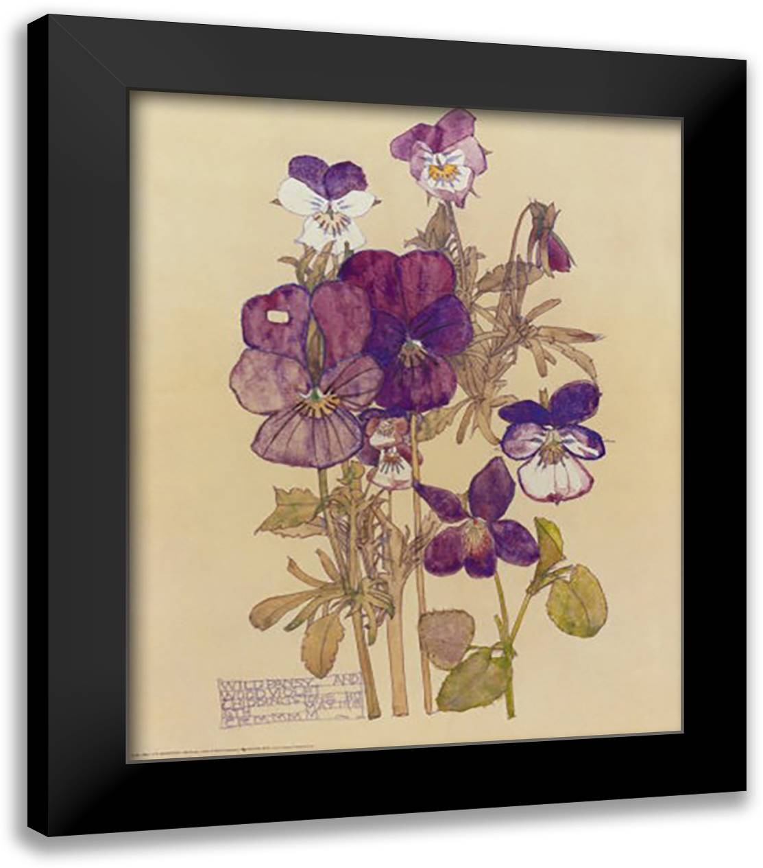 Wild Pansy 20x24 Black Modern Wood Framed Art Print Poster by Mackintosh, Charles