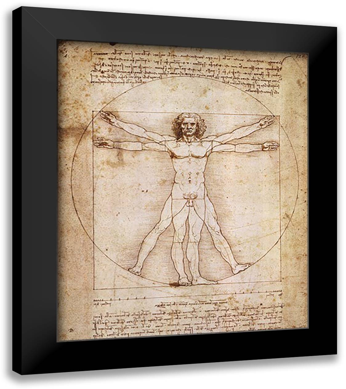Human Proportions-Vitruvian Man 20x24 Black Modern Wood Framed Art Print Poster by da Vinci, Leonardo