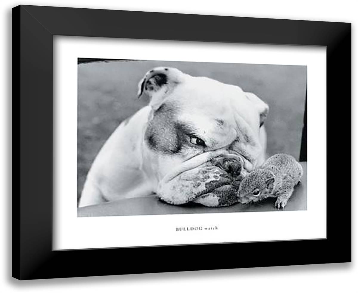Bulldog Watch 24x20 Black Modern Wood Framed Art Print Poster by Drysdale, John