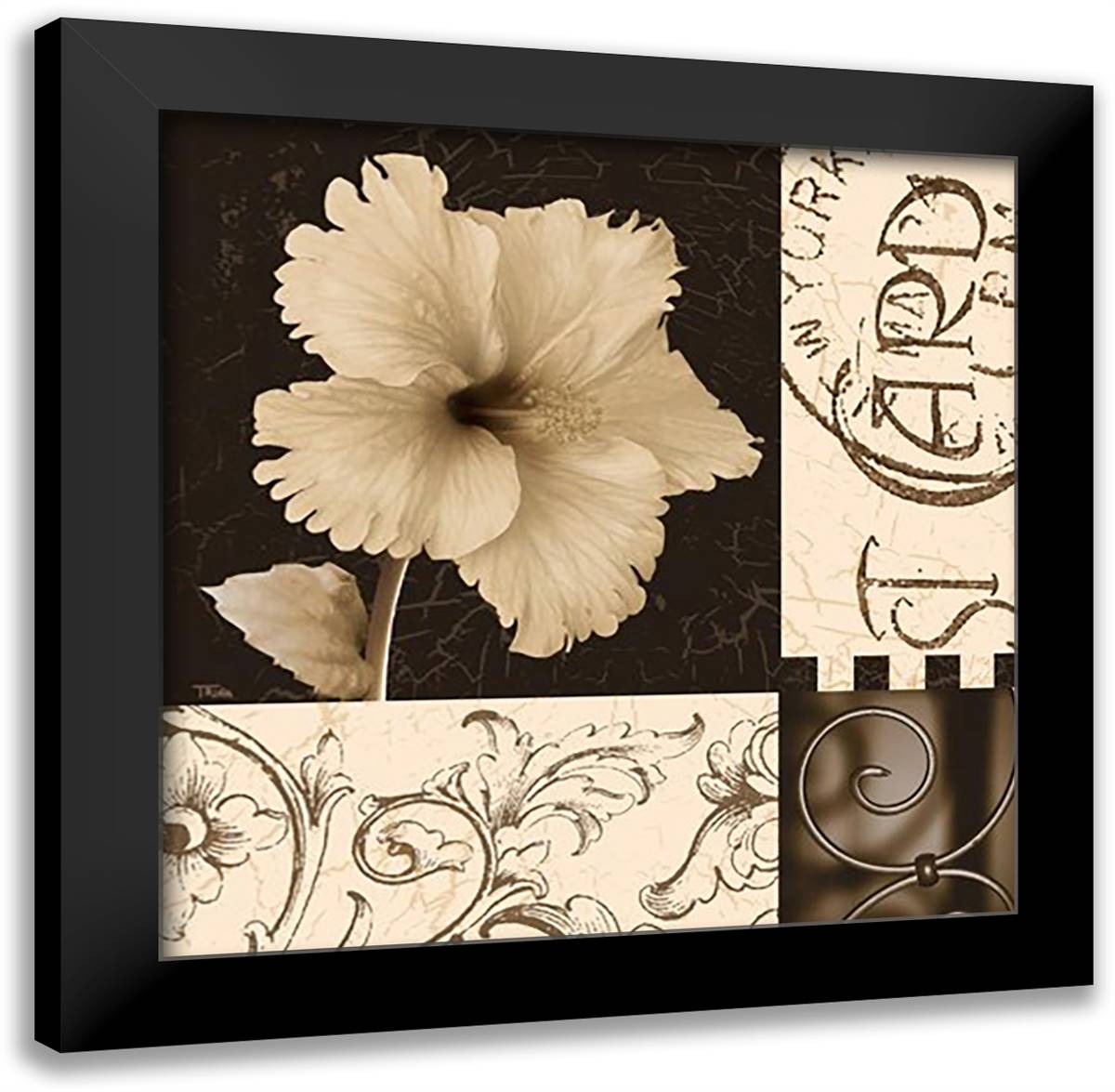Hibiscus Blossom I 16x16 Black Modern Wood Framed Art Print Poster by Craven, Katrina