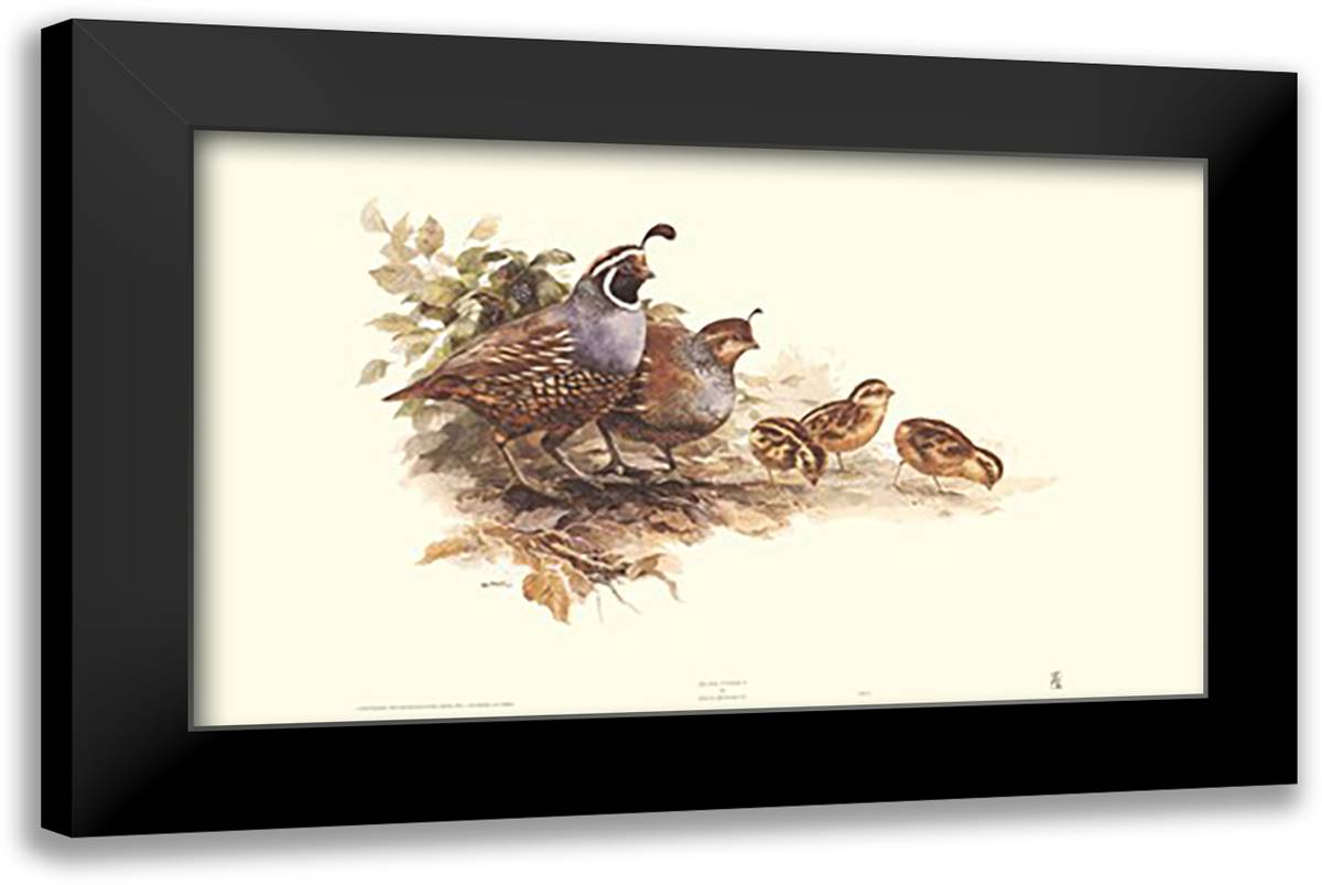 Quail Family 27x18 Black Modern Wood Framed Art Print Poster by Bennett, Rick