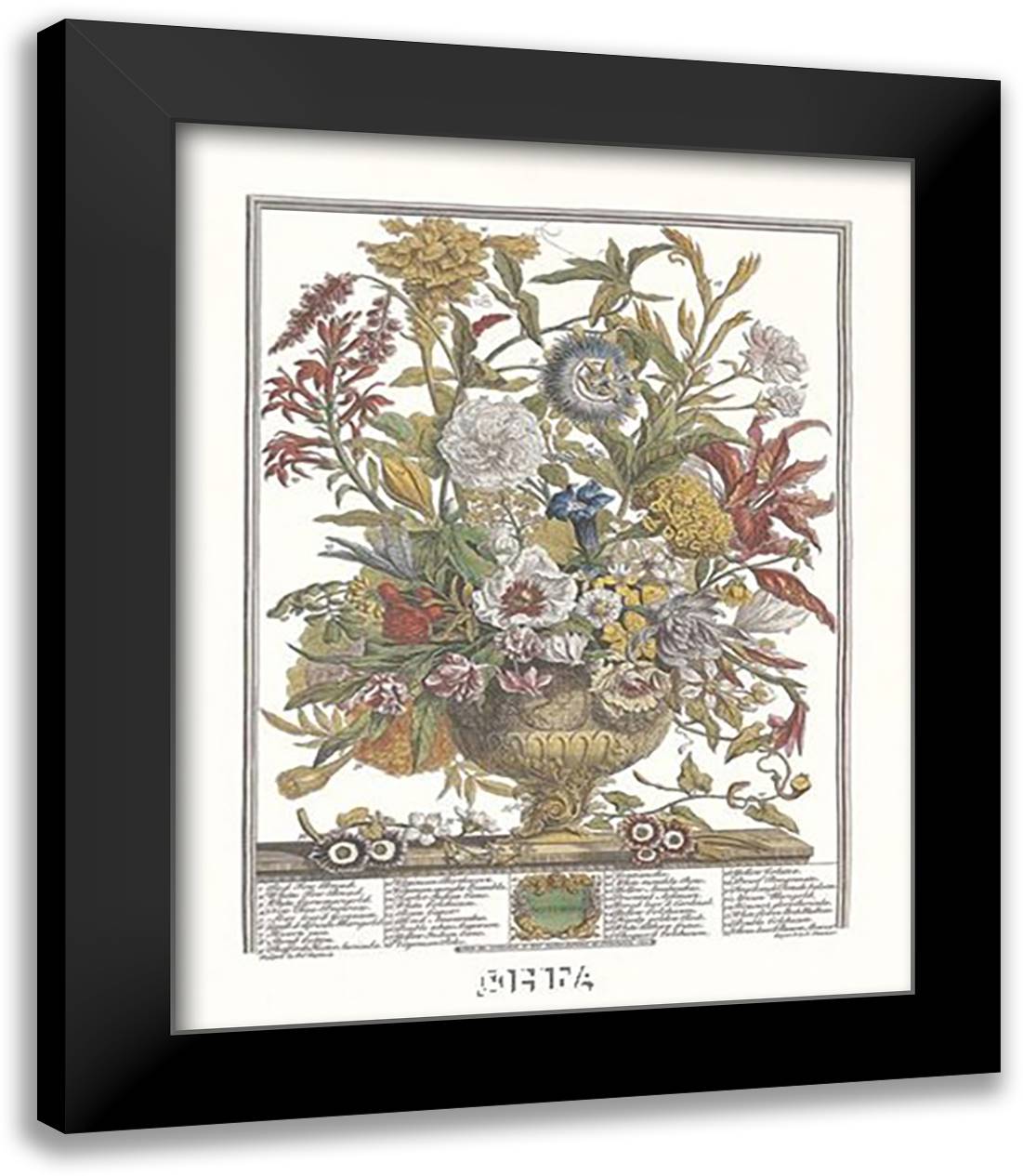 Twelve Months of Flowers, 1730/September 14x16 Black Modern Wood Framed Art Print Poster by Furber, Robert