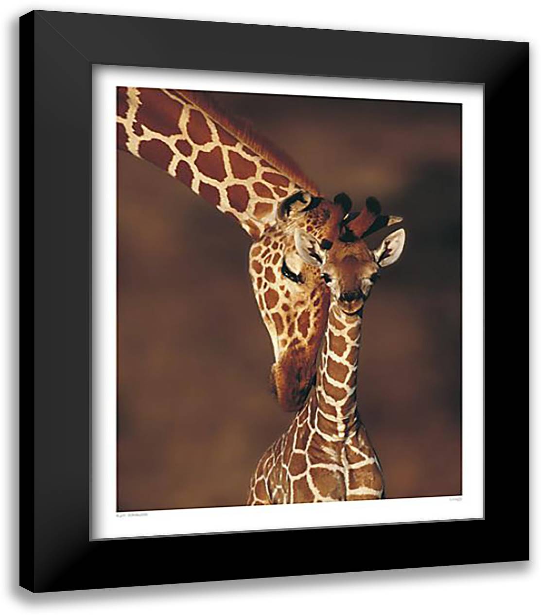 Giraffe 20x24 Black Modern Wood Framed Art Print Poster by Ammann, Karl
