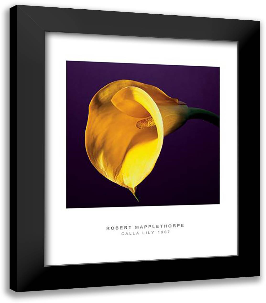 Calla Lily, 1987 20x24 Black Modern Wood Framed Art Print Poster by Mapplethorpe, Robert