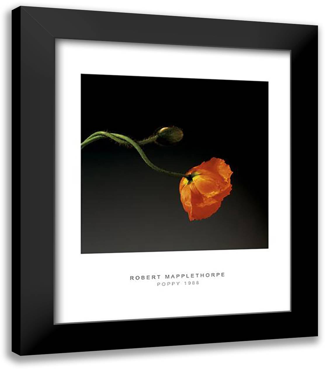 Poppy, 1988 20x24 Black Modern Wood Framed Art Print Poster by Mapplethorpe, Robert