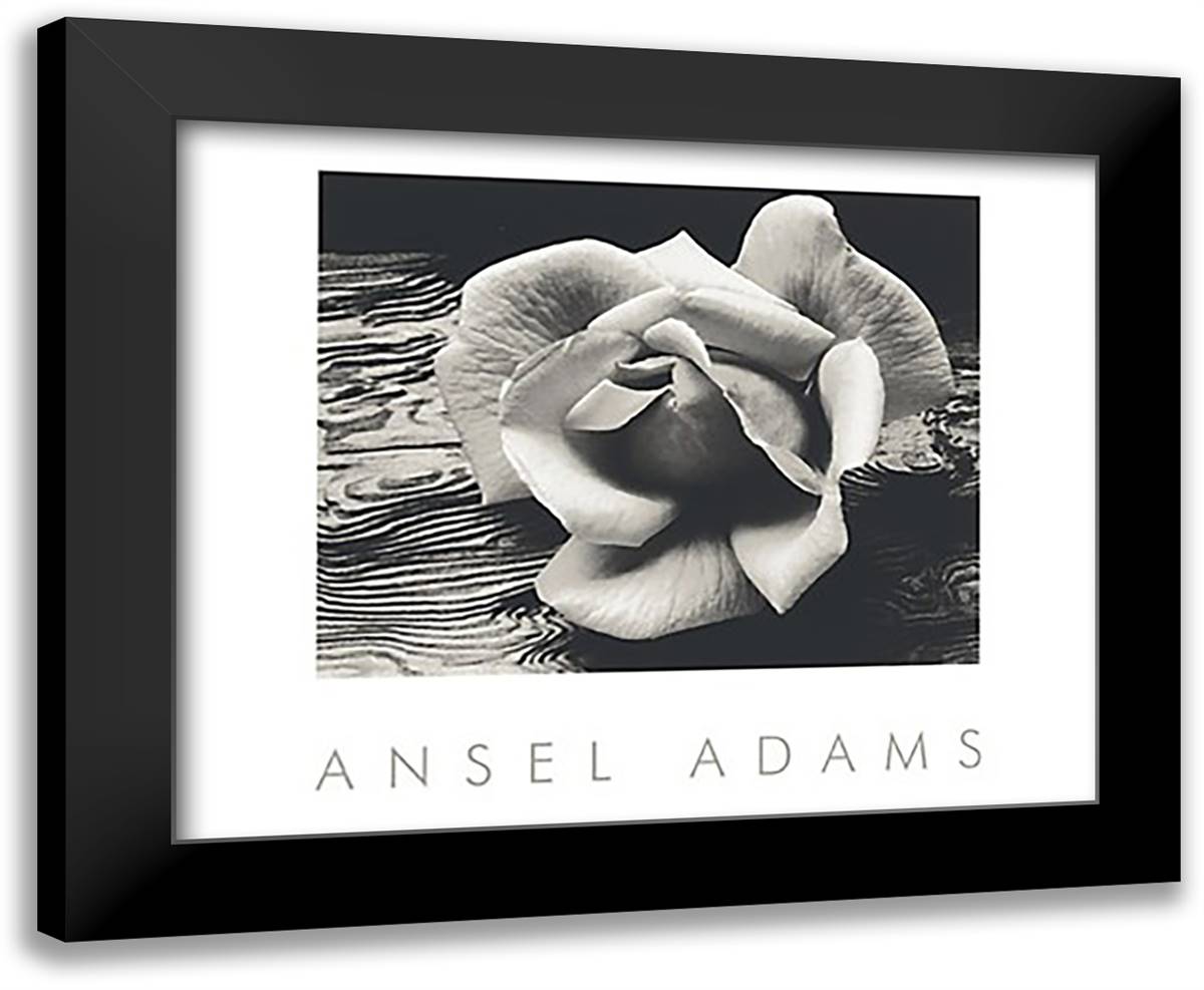 Rose and Driftwood 24x20 Black Modern Wood Framed Art Print Poster by Adams, Ansel