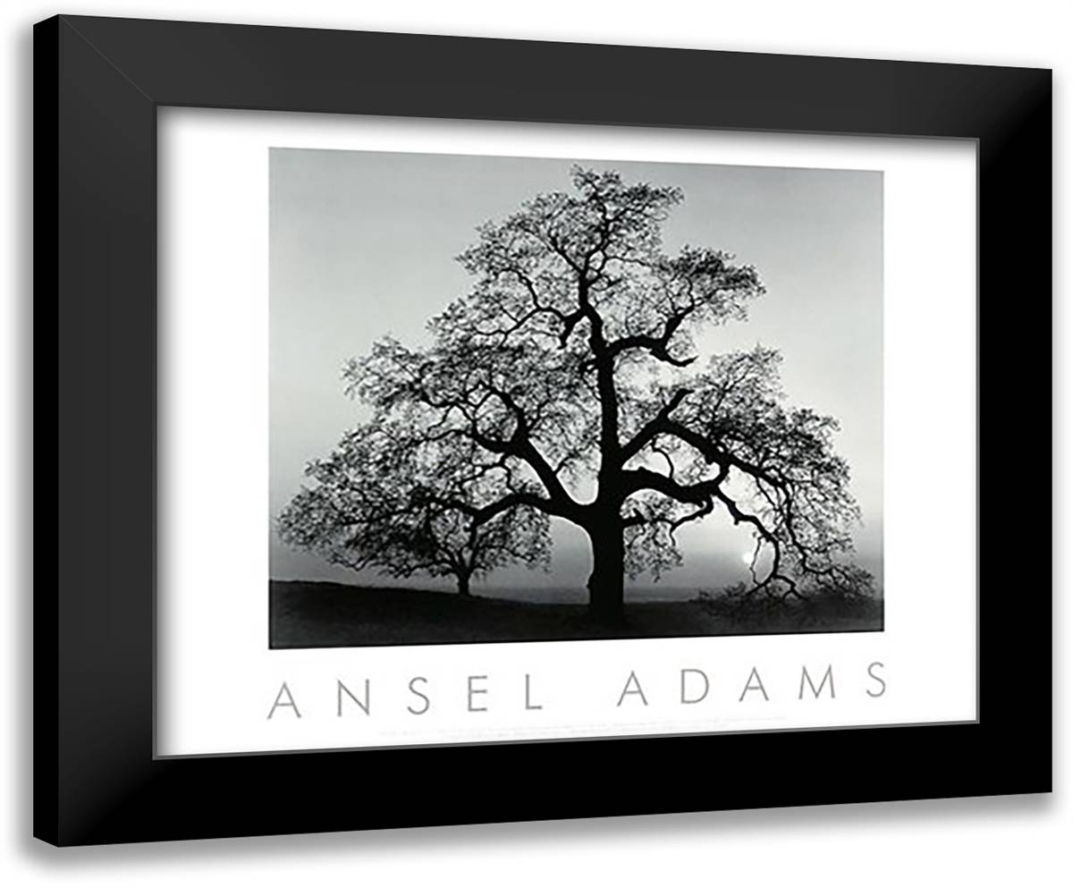 Oak Tree, Sunset City, California 34x28 Black Modern Wood Framed Art Print Poster by Adams, Ansel