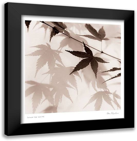 Japanese Maple Leaves No. 2 17x18 Black Modern Wood Framed Art Print Poster by Blaustein, Alan
