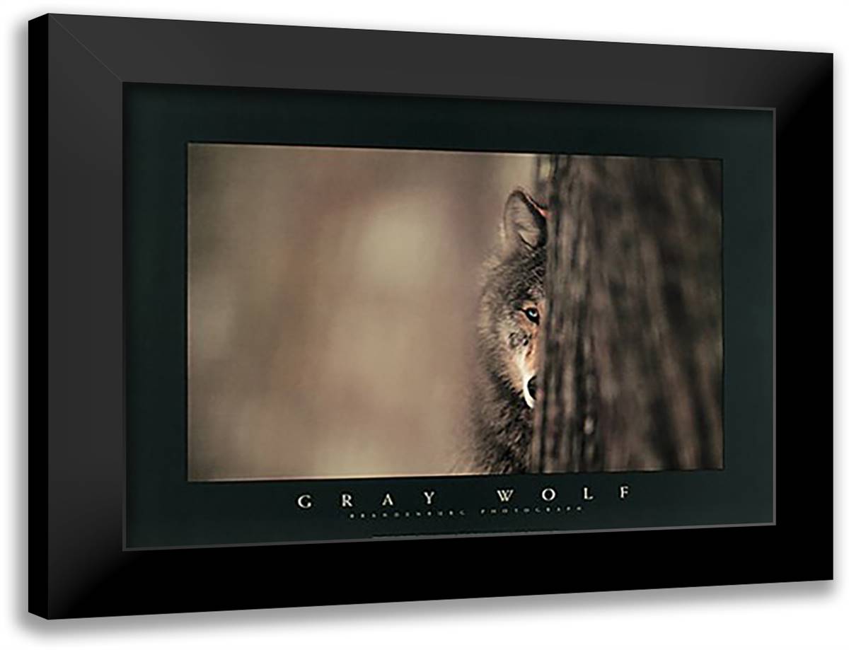 Gray Wolf 37x28 Black Modern Wood Framed Art Print Poster by Brandenburg, Jim