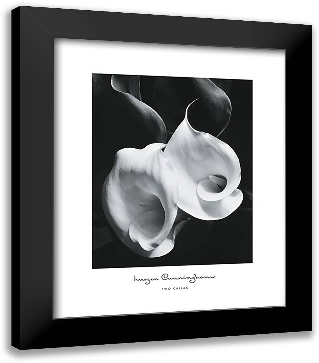 Two Callas 20x24 Black Modern Wood Framed Art Print Poster by Cunningham, Imogen
