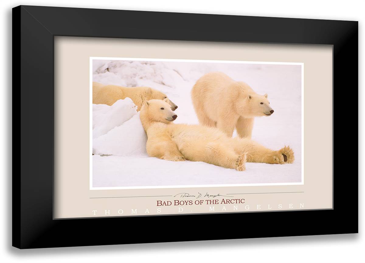 Bad Boys of the Arctic 40x28 Black Modern Wood Framed Art Print Poster by Mangelsen, Thomas