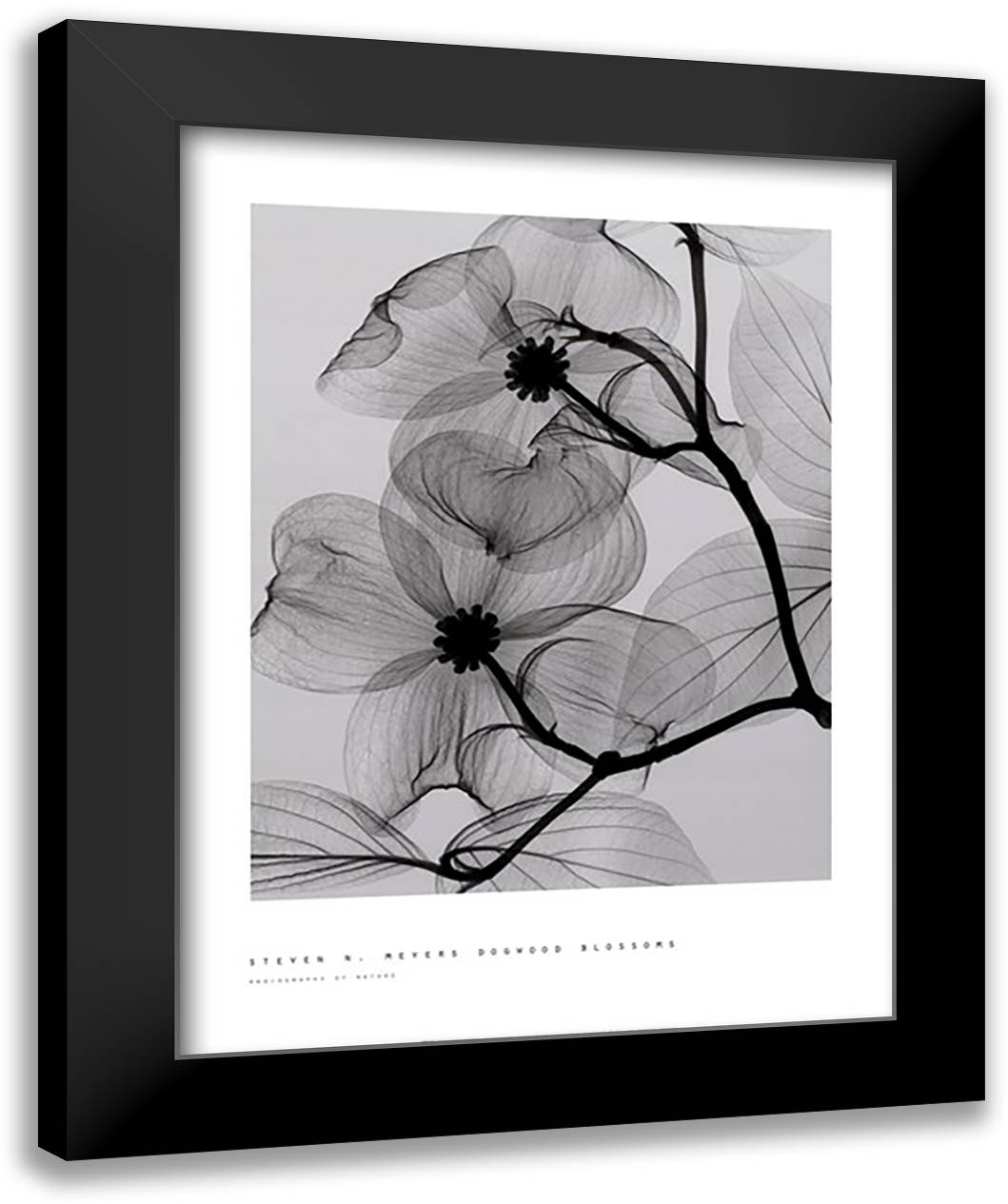 Dogwood Blossoms 22x28 Black Modern Wood Framed Art Print Poster by Meyers, Steven N.