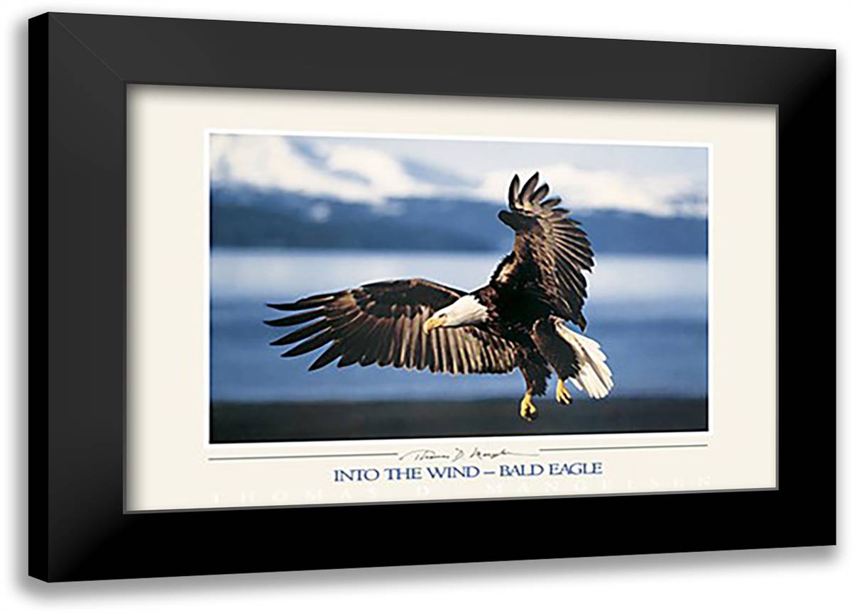 Into the Wind - Bald Eagle 40x28 Black Modern Wood Framed Art Print Poster by Mangelsen, Thomas