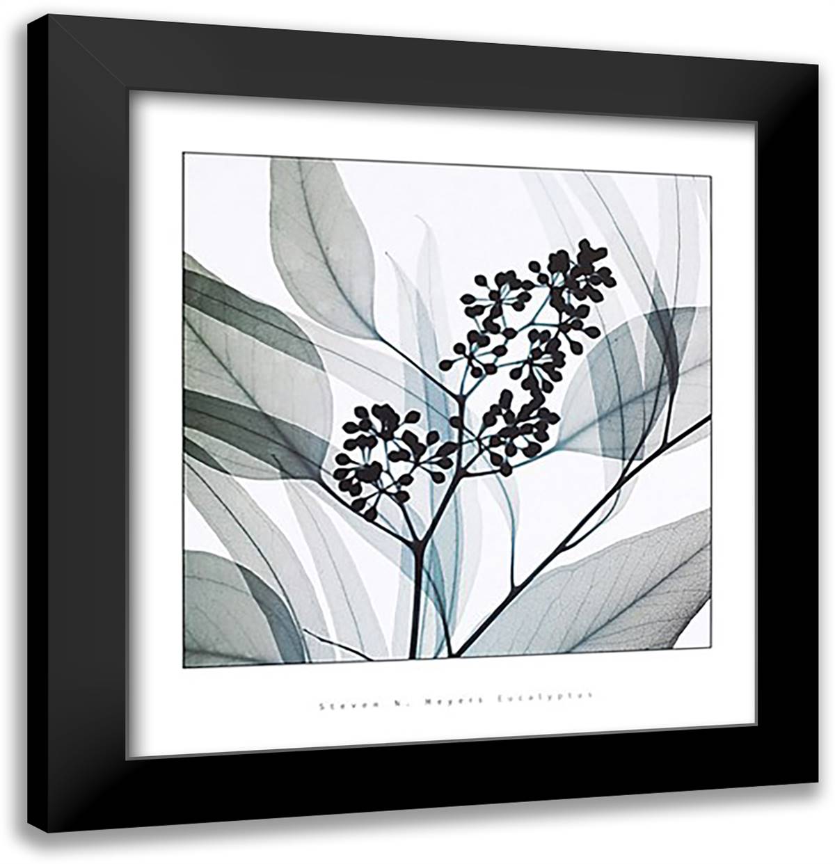 Eucalyptus 16x18 Black Modern Wood Framed Art Print Poster by Meyers, Steven N.