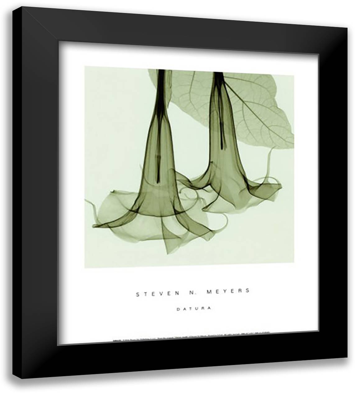 Datura 14x16 Black Modern Wood Framed Art Print Poster by Meyers, Steven N.