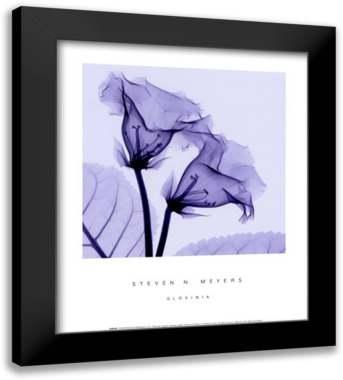 Gloxinia 14x16 Black Modern Wood Framed Art Print Poster by Meyers, Steven N.