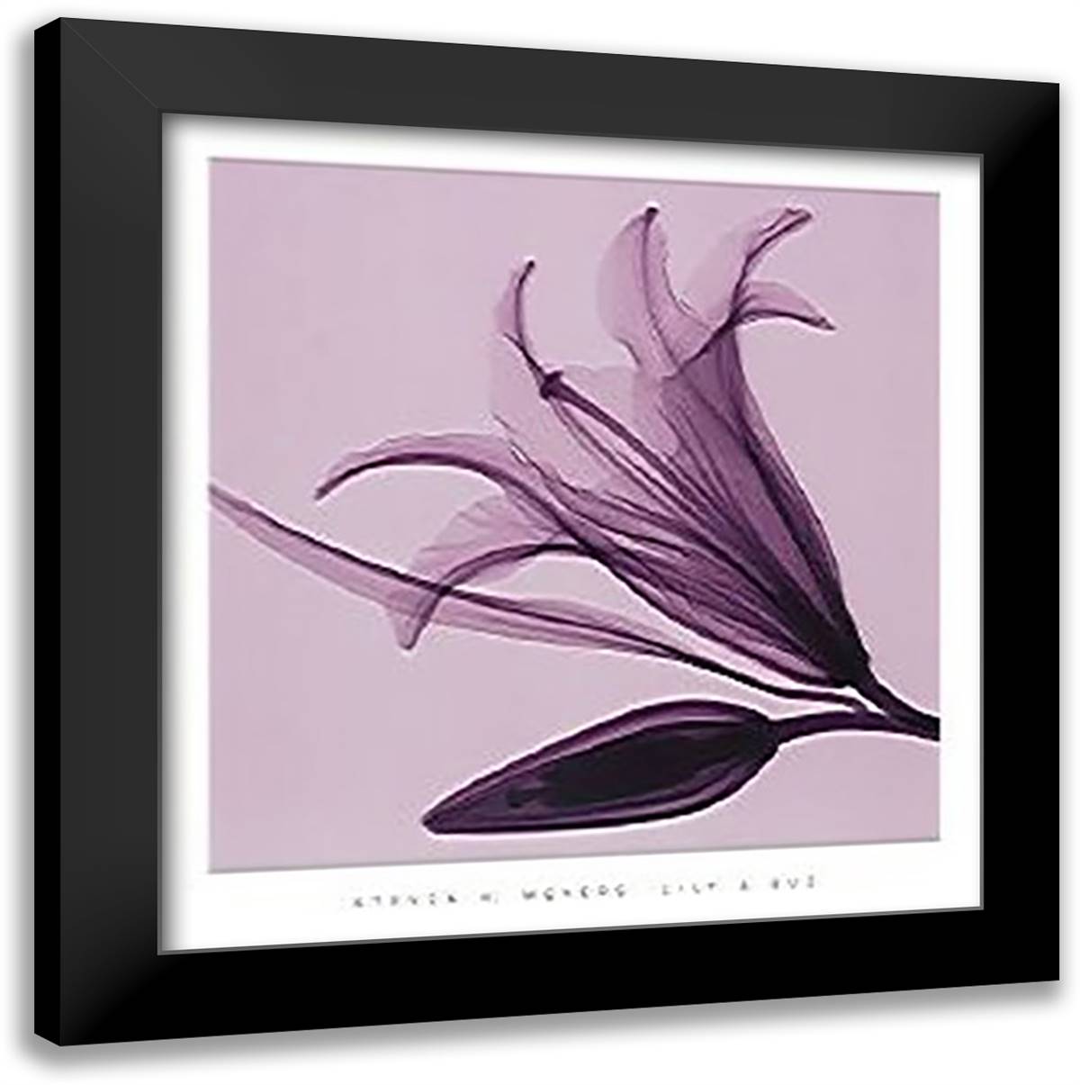 Lily and Bud 14x16 Black Modern Wood Framed Art Print Poster by Meyers, Steven N.