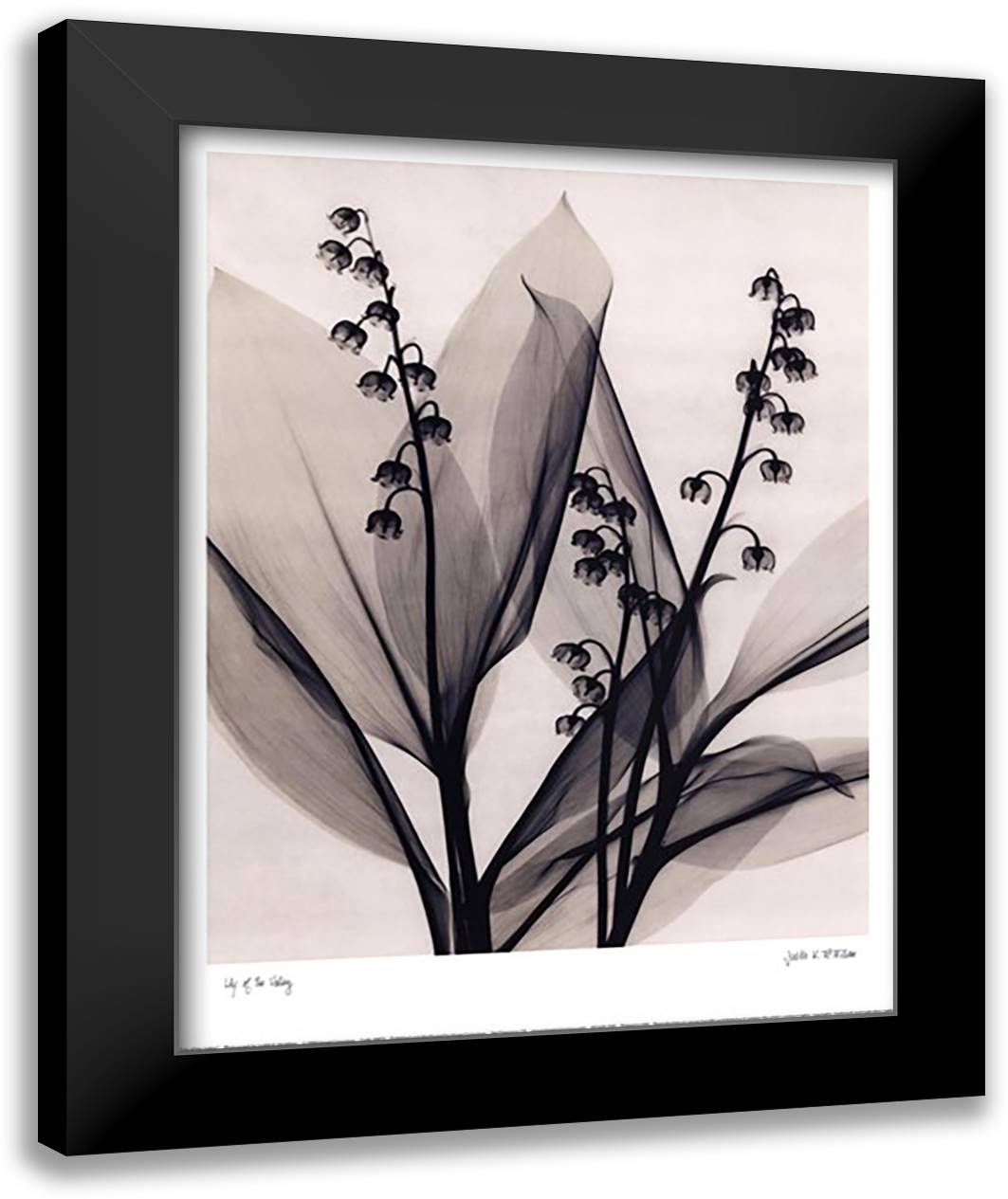Lily of the Valley 16x20 Black Modern Wood Framed Art Print Poster by Mcmillan, Judith