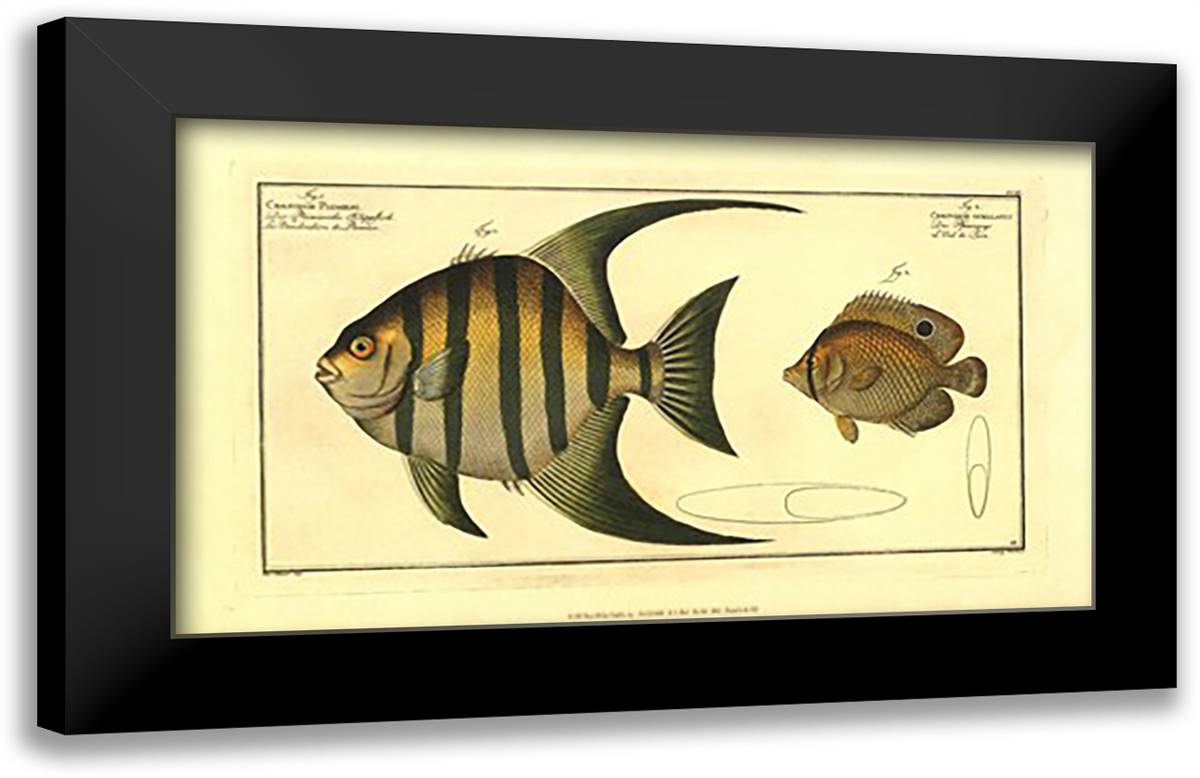 Pen Fish 18x12 Black Modern Wood Framed Art Print Poster by Bloch, Marcus