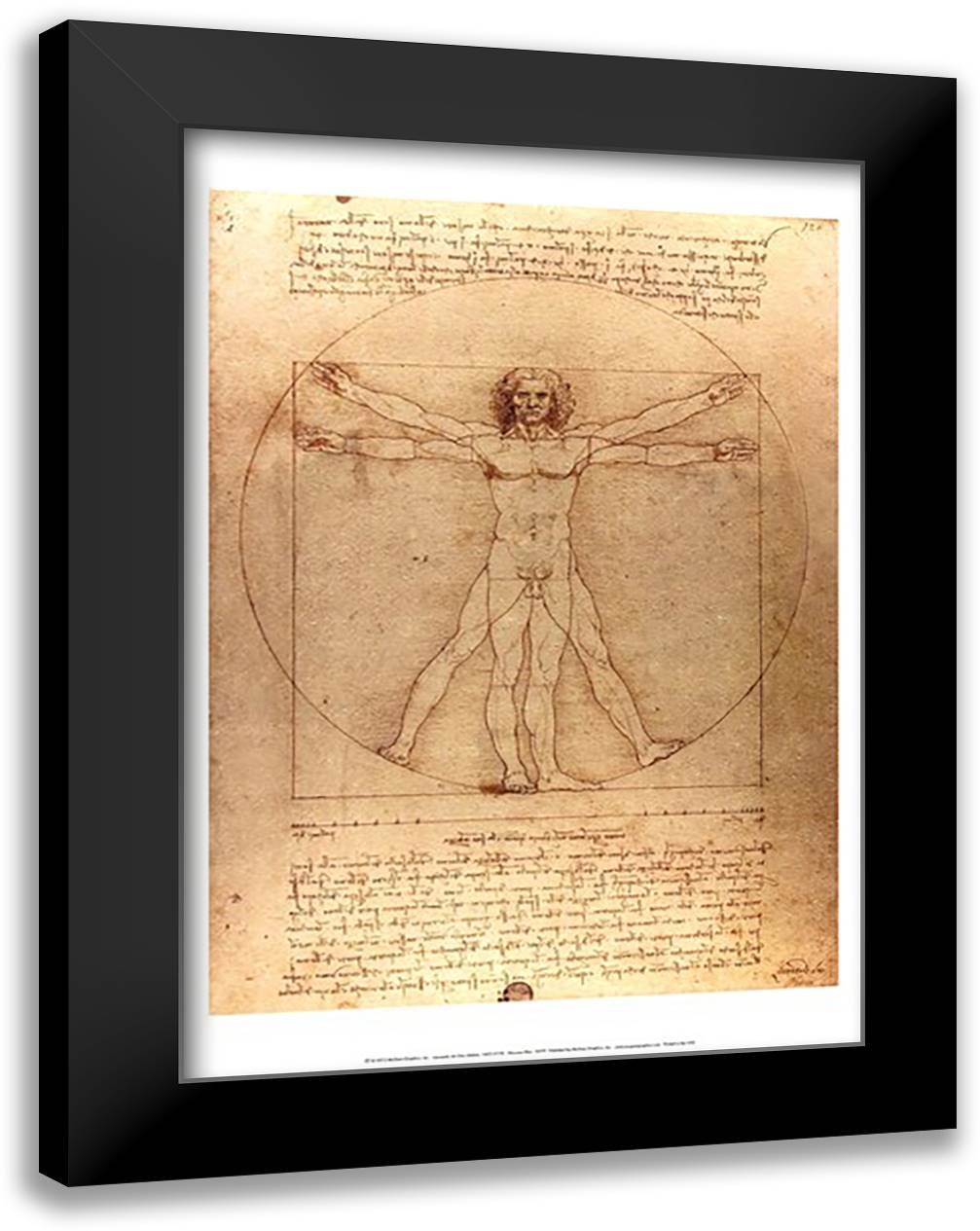 Vitruvian Man 17x23 Black Modern Wood Framed Art Print Poster by da Vinci, Leonardo