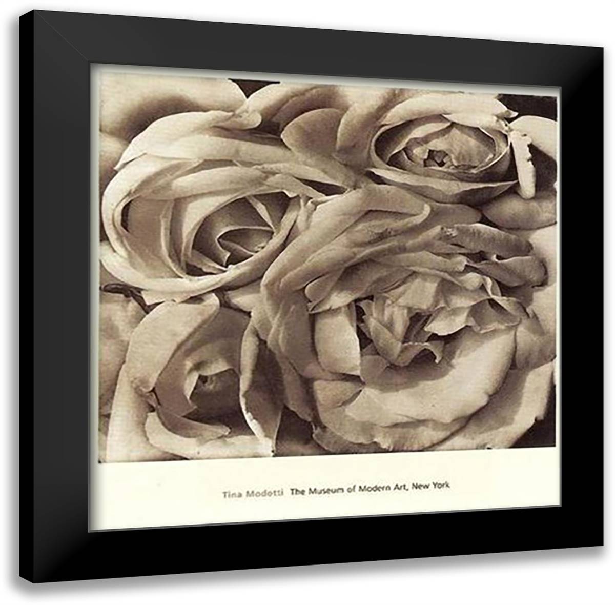 Roses, Mexico 28x28 Black Modern Wood Framed Art Print Poster by Modotti, Tina
