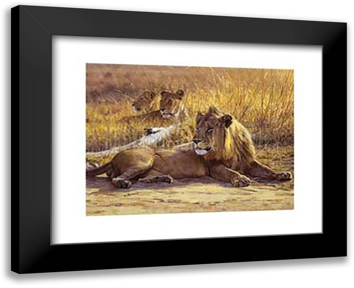 John Banovich - Zambia Lion Size 18x15 Black Modern Wood Framed Art Print Poster by Banovich, John