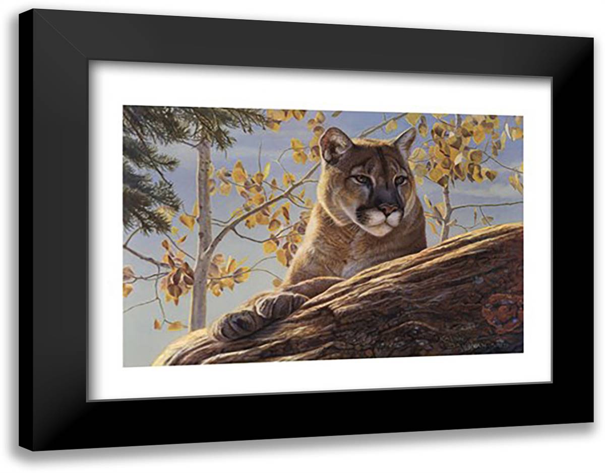 Front Range Cougar 18x15 Black Modern Wood Framed Art Print Poster by Baughan, Kalon