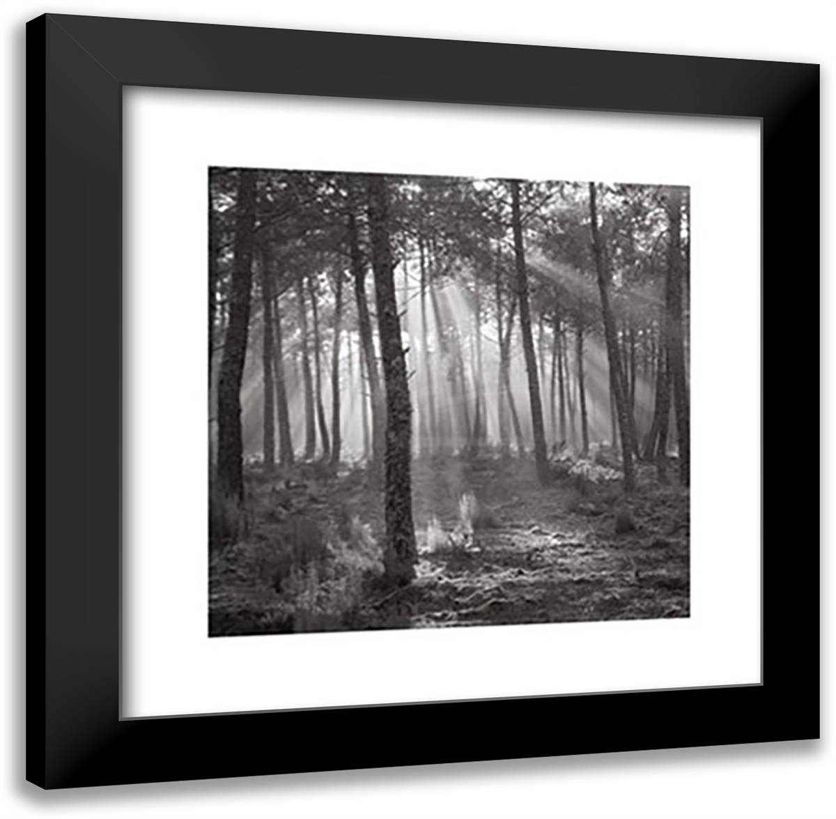 Forest Light 20x20 Black Modern Wood Framed Art Print Poster by Sanderson, Paul