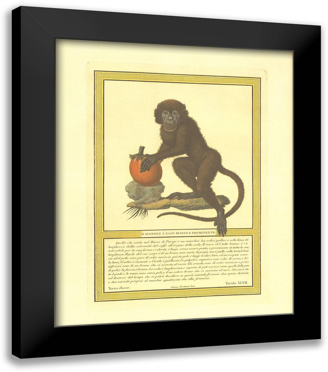 Monkey II 20x24 Black Modern Wood Framed Art Print Poster by Tavola Tavola