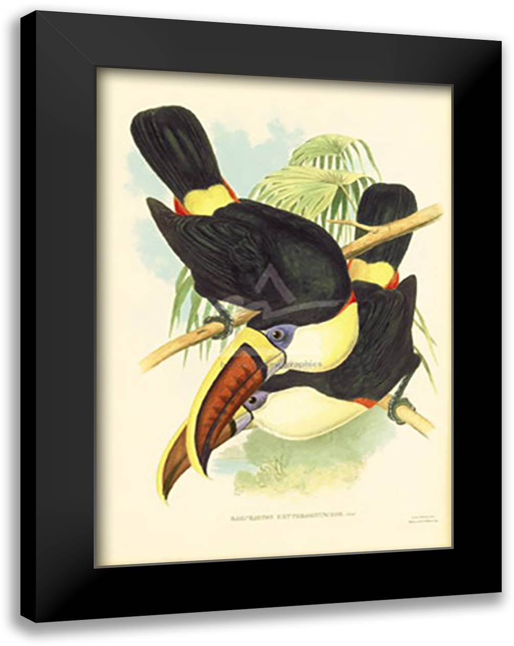 Toucan Pair II 19x26 Black Modern Wood Framed Art Print Poster by Walton