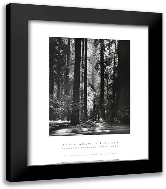 Redwoods, Founders Grove 20x24 Black Modern Wood Framed Art Print Poster by Adams, Ansel