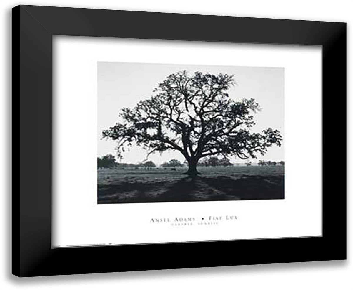 Oak Tree, Sunrise 24x20 Black Modern Wood Framed Art Print Poster by Adams, Ansel
