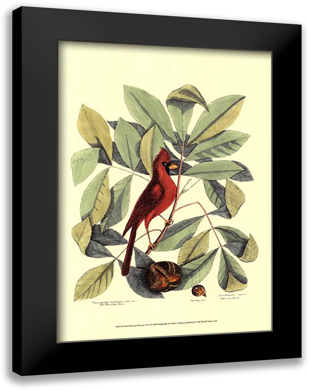 Red Bird and Hiccory Tree 17x23 Black Modern Wood Framed Art Print Poster by Catesby, Mark