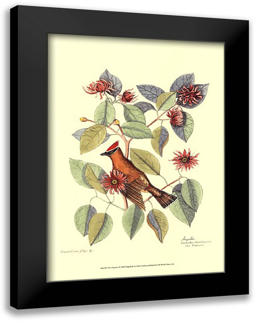 The Chatterer 17x23 Black Modern Wood Framed Art Print Poster by Catesby, Mark