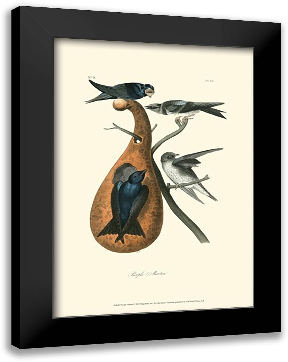 Purple Martin 17x23 Black Modern Wood Framed Art Print Poster by Audubon, John James