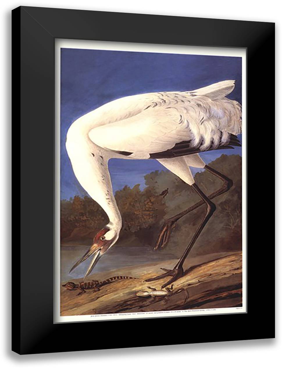 Whooping Crane 15x21 Black Modern Wood Framed Art Print Poster by Audubon, John James