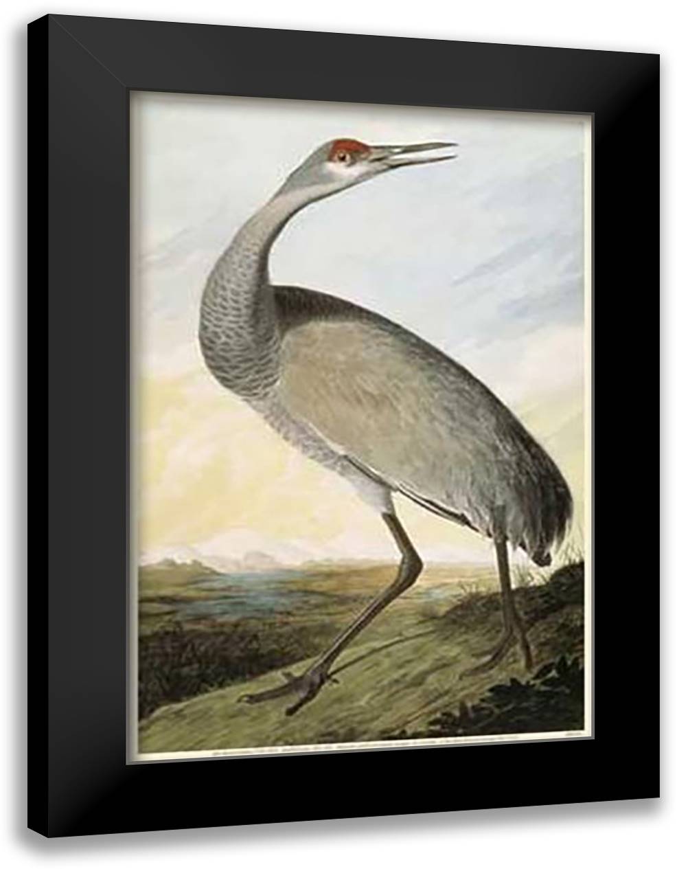 Sandhill Crane 15x21 Black Modern Wood Framed Art Print Poster by Audubon, John Woodhouse